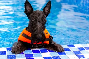 Do All Dogs Like to Swim? Discover Which Breeds Love the Water