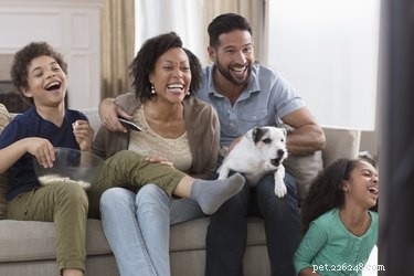 Why Dogs Bark at TV Animals: Insights from Behavioral Science