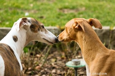 Why Dogs Bark at TV Animals: Insights from Behavioral Science