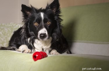 Why Dogs Bark at TV Animals: Insights from Behavioral Science