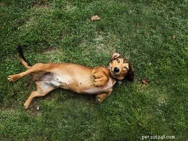 Understanding Why Dogs Roll in Grass: A Guide to Their Behavior