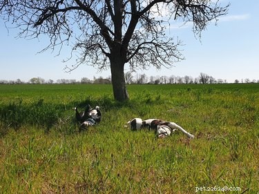 Understanding Why Dogs Roll in Grass: A Guide to Their Behavior