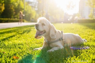 Understanding Why Dogs Roll in Grass: A Guide to Their Behavior