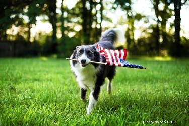 Calm Your Dog During Fireworks: Proven Strategies for a Safe Fourth of July