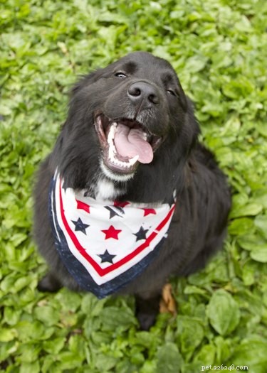 Calm Your Dog During Fireworks: Proven Strategies for a Safe Fourth of July