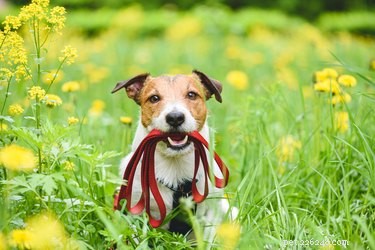 Gentle Ways to Reintroduce Your Dog to the Outside World