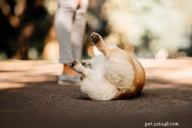 Why Dogs Roll in Smelly Things: A Scientific Explanation