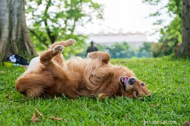 Why Dogs Roll in Smelly Things: A Scientific Explanation