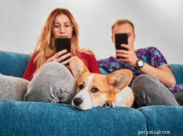 Keep Your Dog Happy and Healthy: Essential Tips for Mental Stimulation