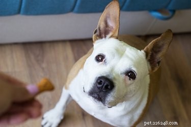 Keep Your Dog Happy and Healthy: Essential Tips for Mental Stimulation
