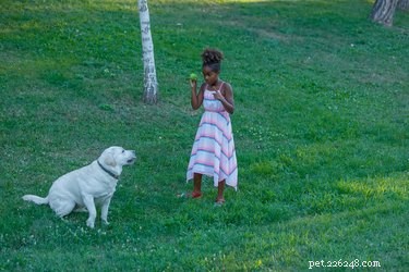 Keep Your Dog Happy and Healthy: Essential Tips for Mental Stimulation