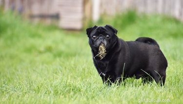 Why Do Dogs Eat Grass? Safety, Health Signs, and What It Means