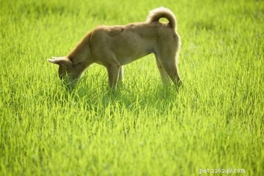 Why Do Dogs Eat Grass? Safety, Health Signs, and What It Means