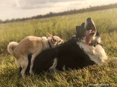 Understanding Your Dog’s Humping Behavior: Causes & Solutions