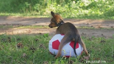 Understanding Your Dog’s Humping Behavior: Causes & Solutions