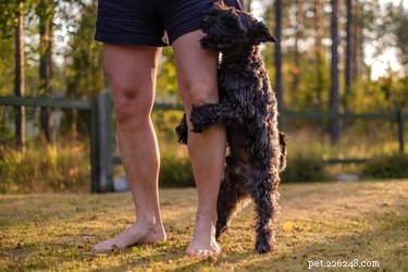 Understanding Your Dog’s Humping Behavior: Causes & Solutions