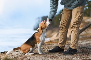Understanding Your Dog’s Humping Behavior: Causes & Solutions