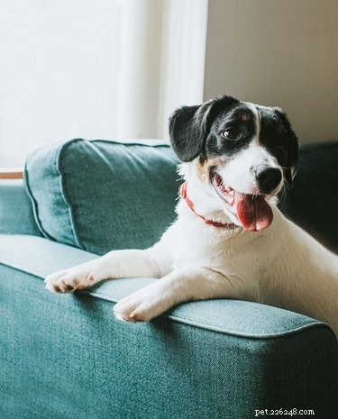 Choosing the Right Dog for Families with Children