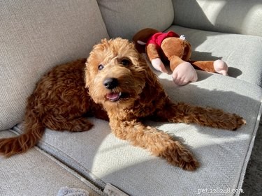 Choosing the Right Dog for Families with Children