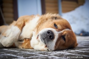 Should You Invest in a White Noise Machine for Your Dog?