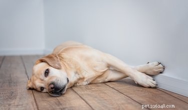Should You Invest in a White Noise Machine for Your Dog?