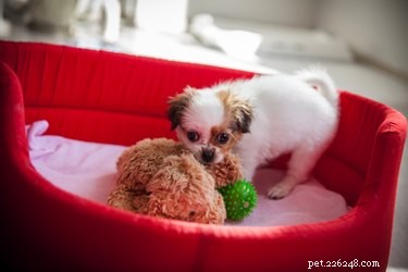 Daily Playtime Guidelines for Your New Puppy