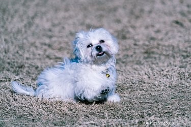 Daily Playtime Guidelines for Your New Puppy