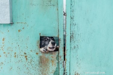 How to Spot a Reactive Dog and Calm Their Behavior