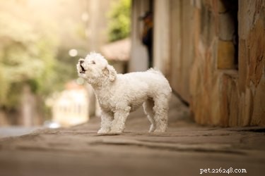 How to Spot a Reactive Dog and Calm Their Behavior