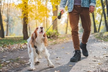 How to Spot a Reactive Dog and Calm Their Behavior