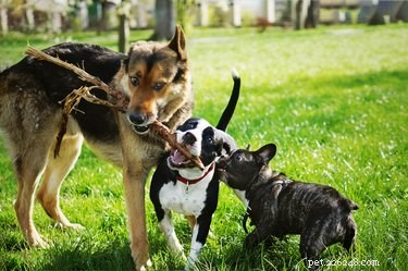 Best Dog Breeds for Homes with Existing Pets