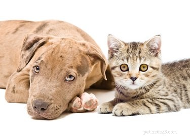 Best Dog Breeds for Homes with Existing Pets