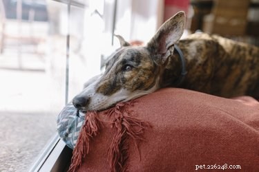 Best Dog Breeds for Homes with Existing Pets