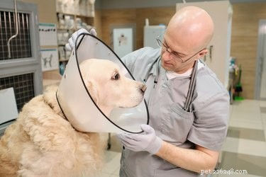 Your First Week with a New Dog: Essential Steps for a Smooth Transition