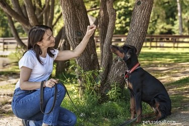 Your First Week with a New Dog: Essential Steps for a Smooth Transition