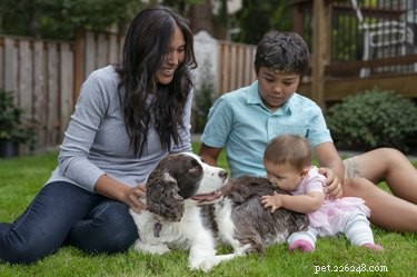 How Quickly Will Your New Rescue Dog Warm Up to You?