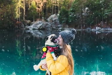 Do Dogs Sleep More in Winter? Understand the Reasons