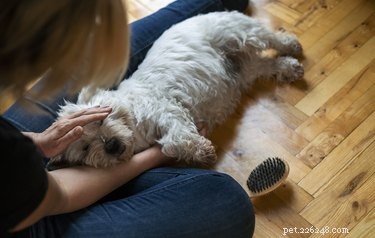 Why Does My Dog Sneeze When I Pet Him? Common Causes & Solutions
