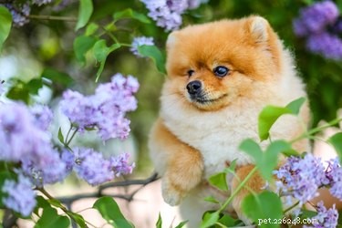 Why Does My Dog Sneeze When I Pet Him? Common Causes & Solutions