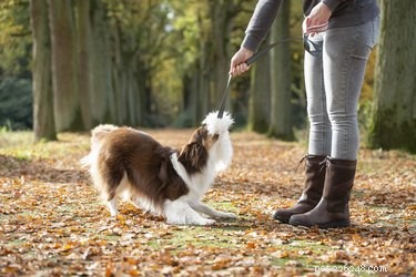 Why Does My Dog Sneeze When I Pet Him? Common Causes & Solutions