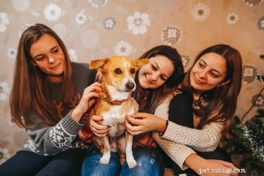 Can You Over-Pet a Dog? Signs & Safe Ways to Show Affection