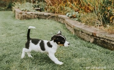 Why Do Dogs Kick Their Legs After Pooping? Expert Insights Explained