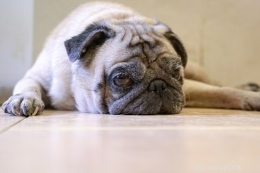 What Your Dog s Grunting While You Pet Means: A Guide for Pet Owners