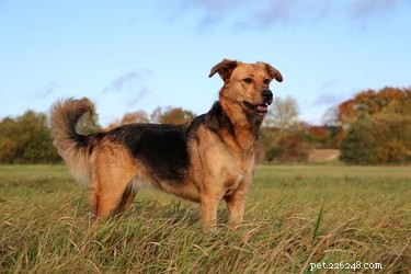 What Your Dog s Grunting While You Pet Means: A Guide for Pet Owners