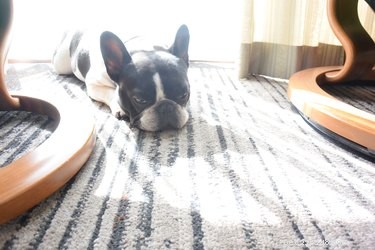 What Your Dog s Grunting While You Pet Means: A Guide for Pet Owners