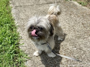 Understanding Why Your Dog Licks Your Legs: Causes & Insights