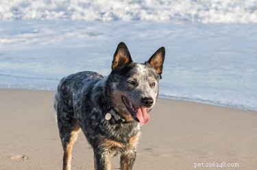 Understanding Why Your Dog Licks Your Legs: Causes & Insights
