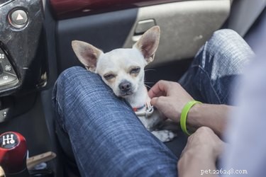 Understanding Why Your Dog Licks Your Legs: Causes & Insights