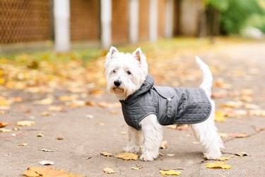 How to Keep Your Dog Safe and Comfortable When They Hate Cold Weather Walks