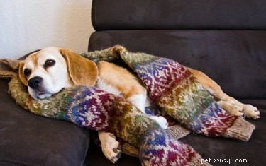 How to Keep Your Dog Safe and Comfortable When They Hate Cold Weather Walks